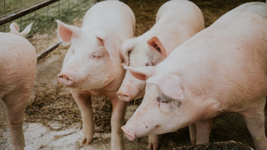 В соседнем с Ярославской областью регионе выявили два новых случая заражения африканской чумой свиней