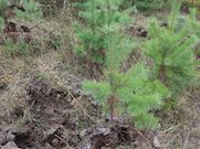 Качканарский ГОК восстановил 1420 га леса в Свердловской области