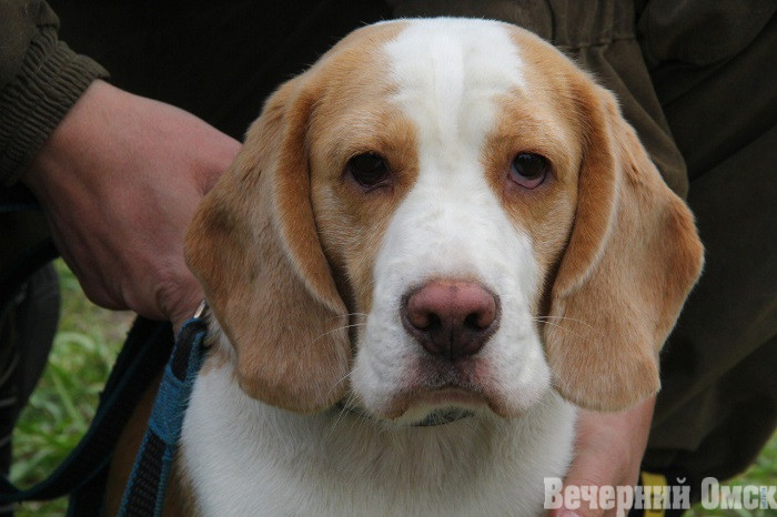 Лайки, борзые и гончие: в Омске прошла выставка охотничьих собак