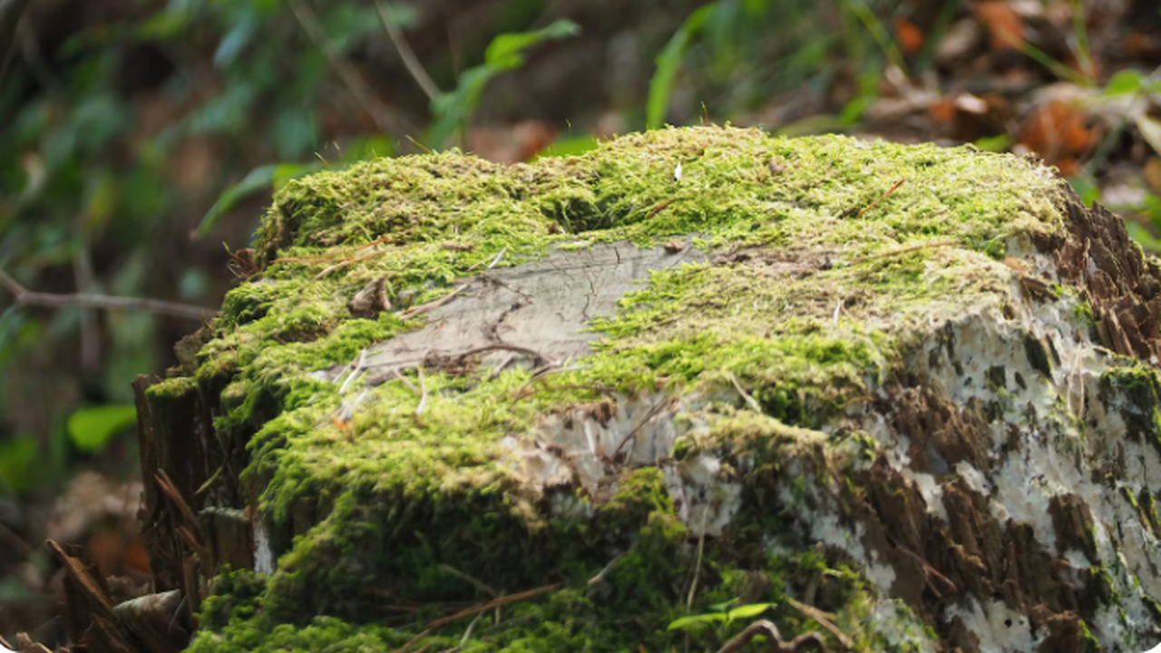 В Ленинградской области, неподалёку от города Л...