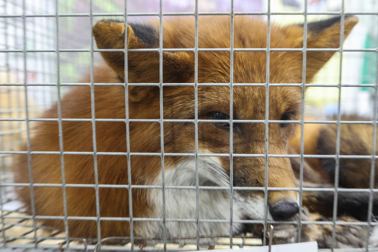 С начала 2025-го в разных районах РТ карантин по бешенству вводили уже 7 раз, тогда как в 2023-2024 годах заболевание в регионе отсутствовало