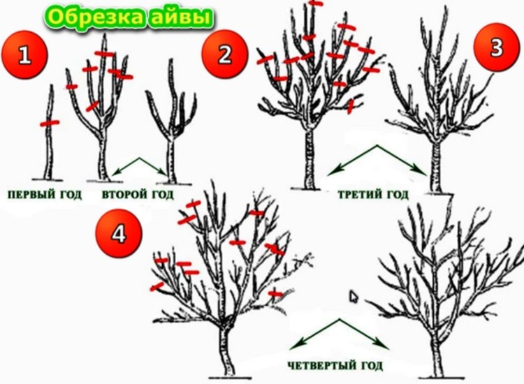 Нужно ли обрезать молодую. Схема обрезки айвы. Схема обрезки айвы весной. Схема обрезки японской айвы. Схема обрезки айвы японской осенью.
