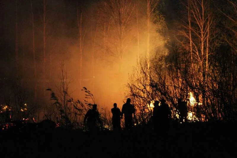 Фото пожар в лесу пожар