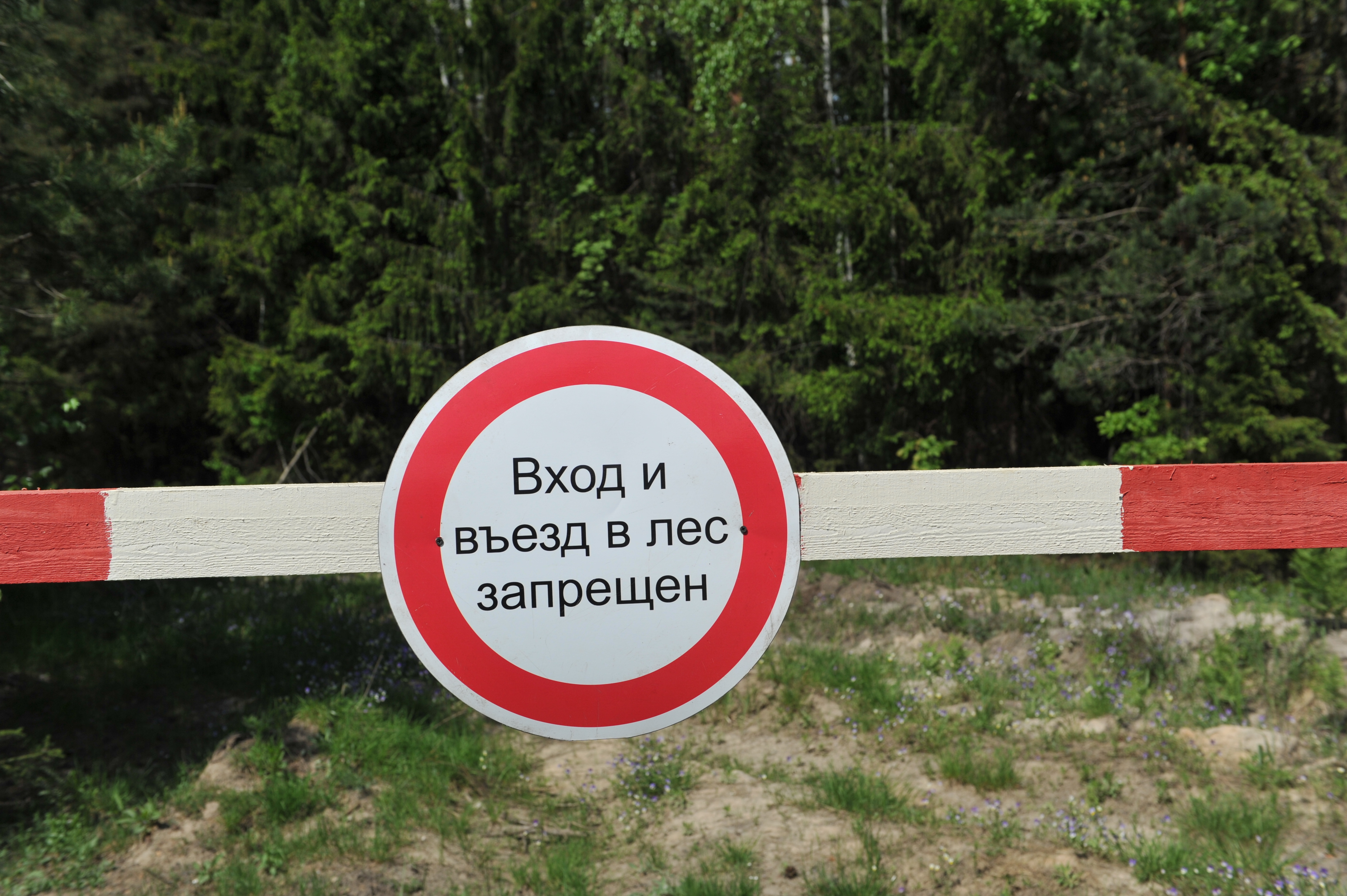 Запрет на посещение лесов. Посещение лесов запрещено. Вход в лес запрещен. Посещение лесов ограничено. Въезд в лес запрещен.