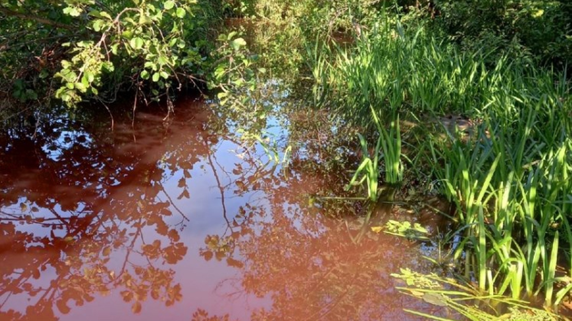 Житель реки. Река. Реки Москвы цветение водоема. Река под водой.