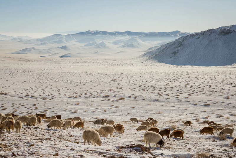 С начала нынешней зимы Монголия потеряла более 611 тыс. голов скота