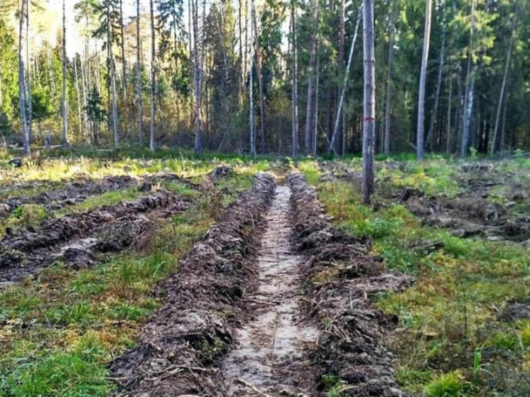 В Татарстане вдвое сократились незаконные рубки в лесах