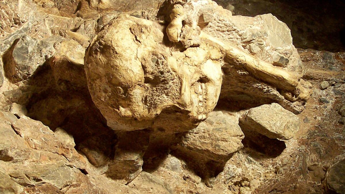 окаменелость Little Foot