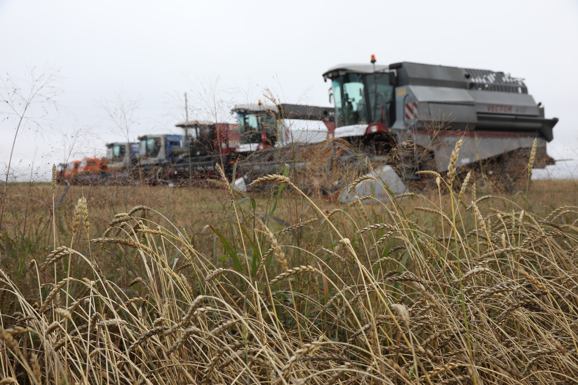 Земледельцы Красноярского края засыпали в закрома более двух миллионов тонн зерна