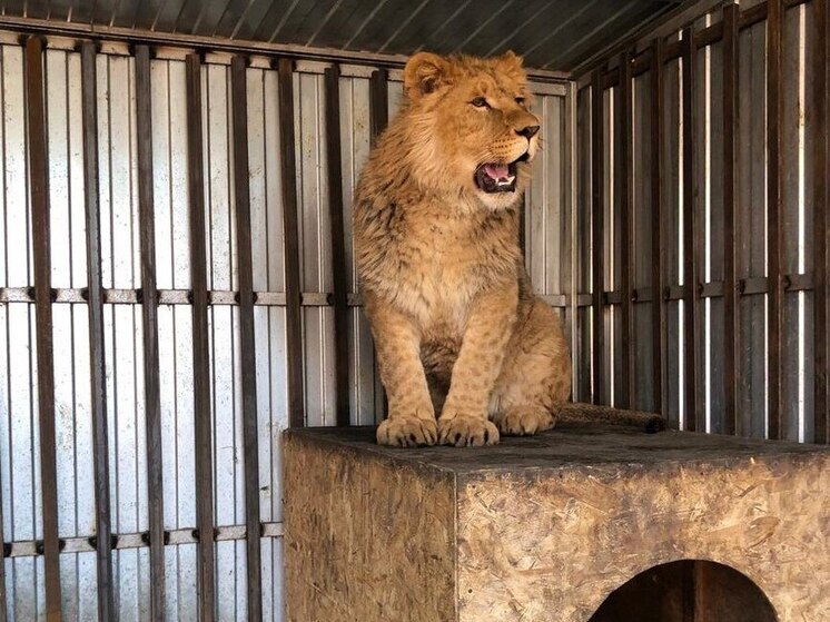 Лев Симба из частного дома в Ставропольском крае переехал в Крым