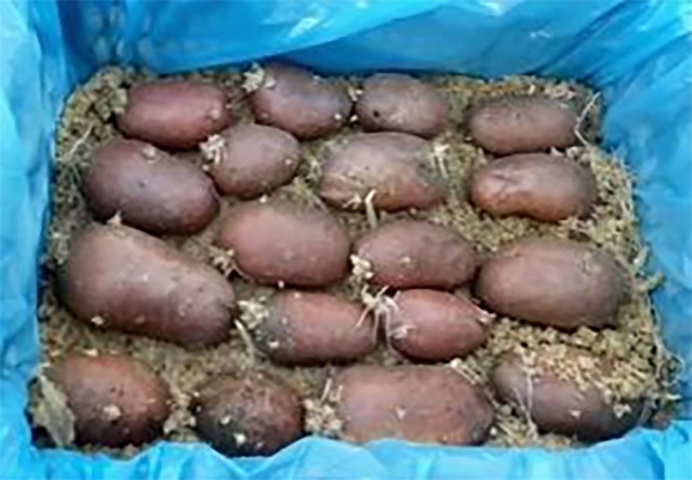 Проращивание картофеля для посадки в домашних условиях. Пророщенный картофель. Посадочная картошка. Влажное проращивание картофеля. Картошка в опилках.