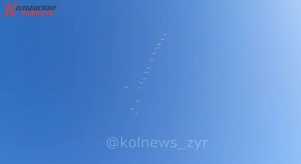 Стаю из 15 лебедей сняли на видео в Якутии