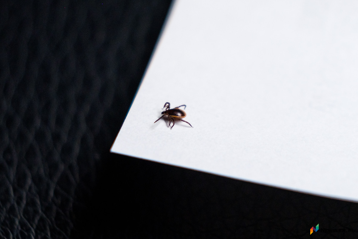 Кировчанам рекомендовали колоться от клещей