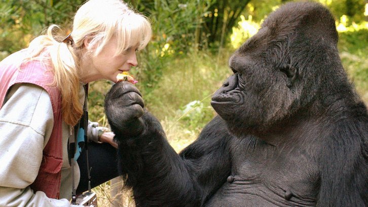 Фото: The Gorilla Foundation