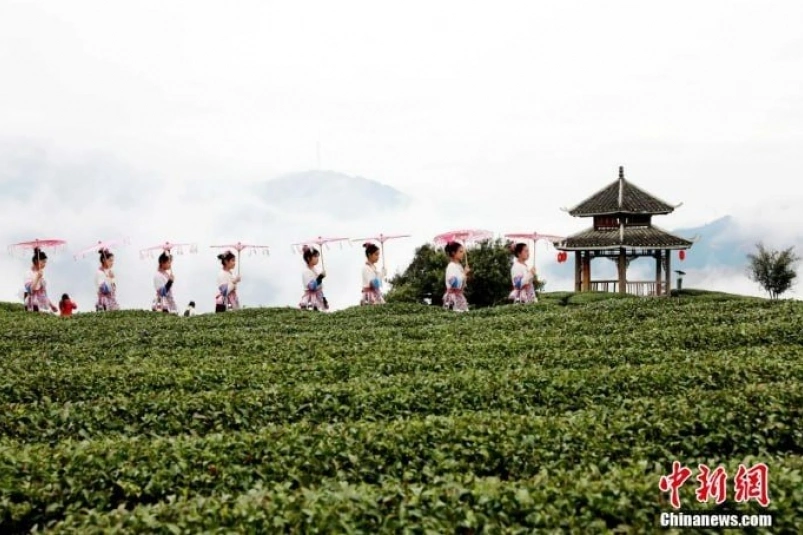 Сбор чая в Китае Chinanews.com