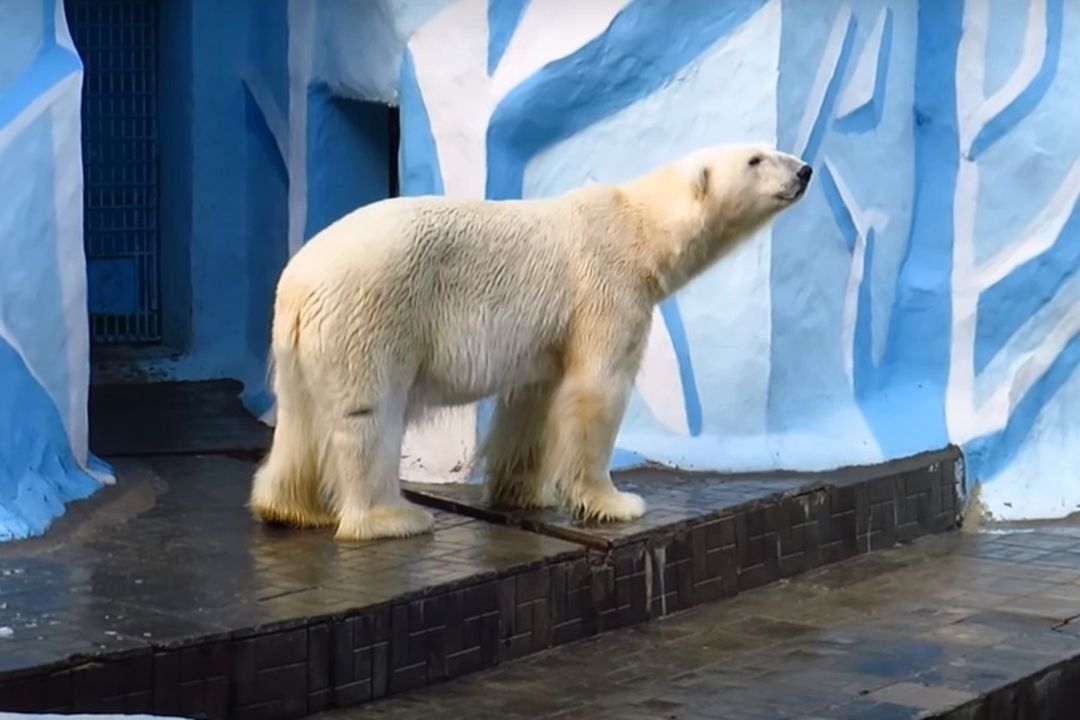 Зоопарк новосибирск цены на 2024. Новосибирский зоопарк белые медведи. Пенза зоопарк белый медведь. Новосибирский зоопарк вольер белых медведей. Белый медведь в зоопарке.
