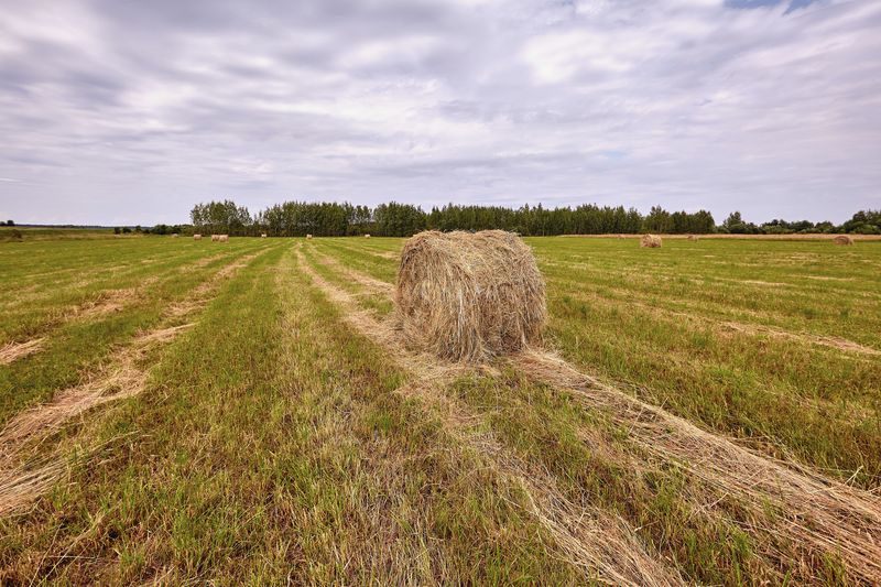 В Тверской области травы скошены на 20% площади от плана