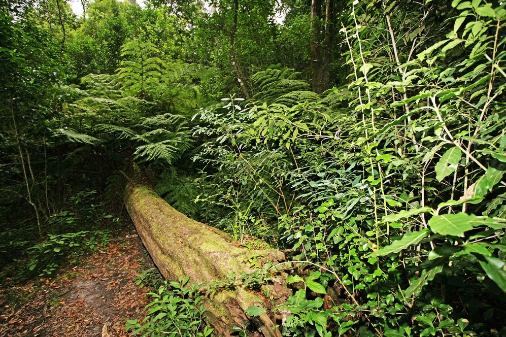 Леса Африки больше не поглощают углерод, а выделяют его