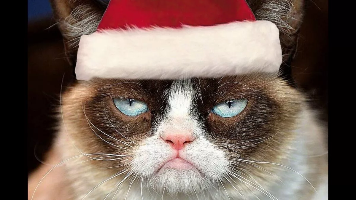 Сердитый кот Grumpy Cat