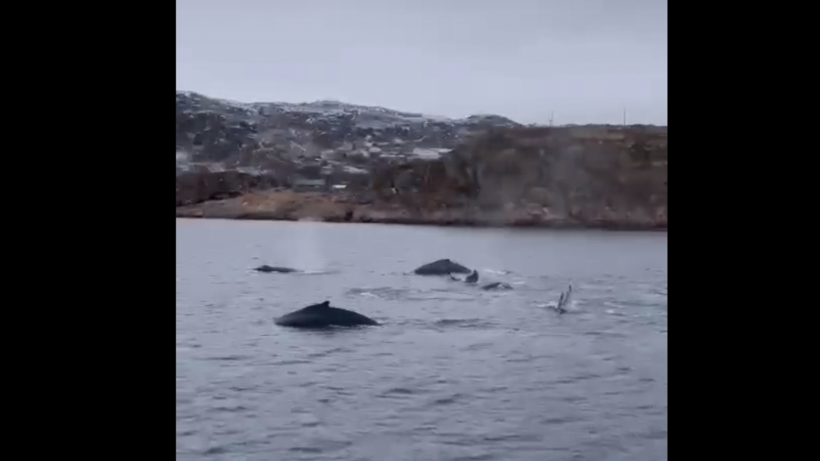 горбатые киты. киты в баренцевом море. горбатый кит териберка. когда можно увидеть китов в мурманске. киты в баренцевом море териберка.