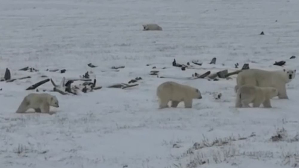 белые медведи бегут за камазом видео