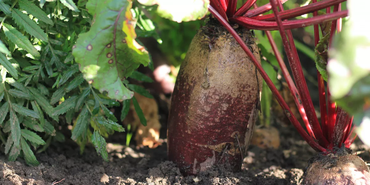 Можно ли давать ботву свеклы. Поражение свеклы sclerotium betulae.