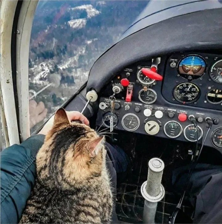 Полетный кот.