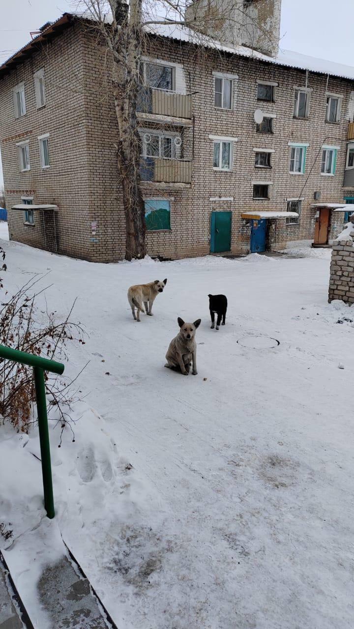 Жители Балея боятся выходить на улицу из-за агрессивных бродячих собак