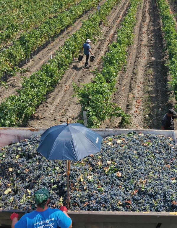 Излишки винограда, которые не купит частный сектор, приобретет госпредприятие "Компания по управлению урожаем" - Sputnik Грузия