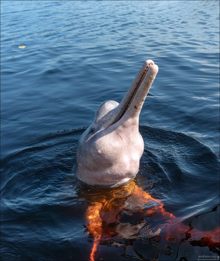 Розовые дельфины Черной реки