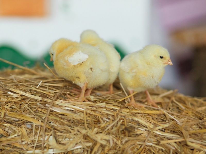 Россельхознадзор нашёл нарушения на птицеводческом комплексе в Катайске | В Зауралье на птицеводческом комплексе нашли нарушения 