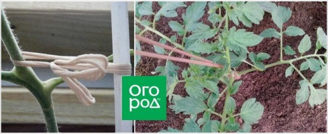 Подвязка для растений из старых колготок