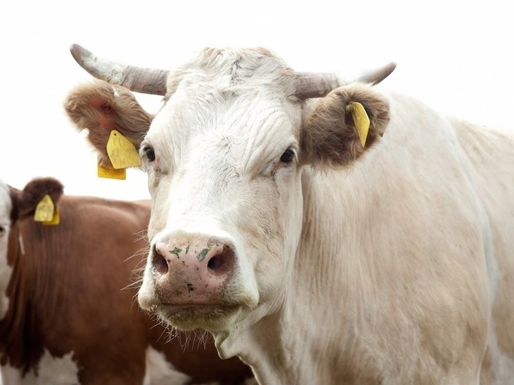  Инфицированных бруцеллезом коров отправят на убой в Волгоградской области
