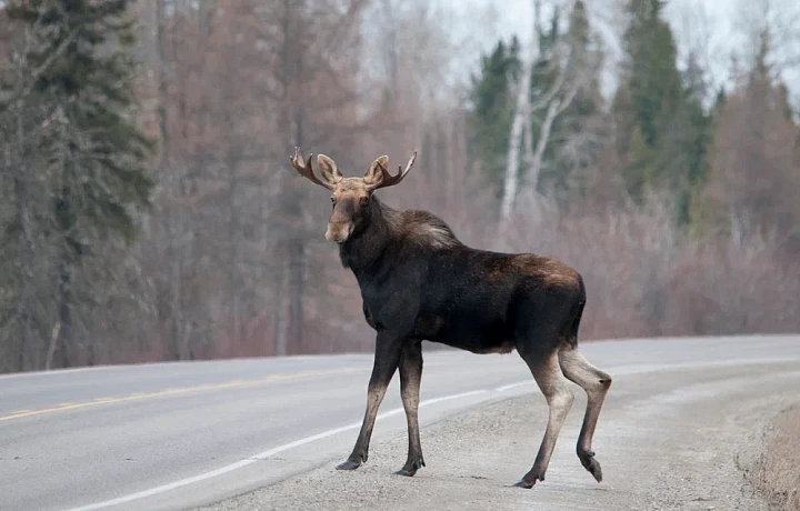 За сбитого лося суд в Туле оштрафовал перевозчика на 80 тысяч рублей