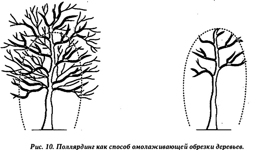 Кронирование дуба схема