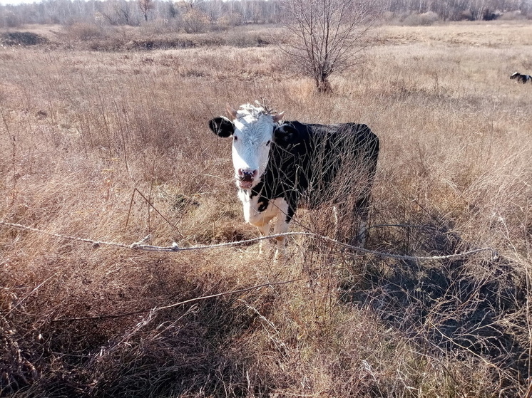В пригороде Омска объявлен карантин из-за выявленного очага бешенства