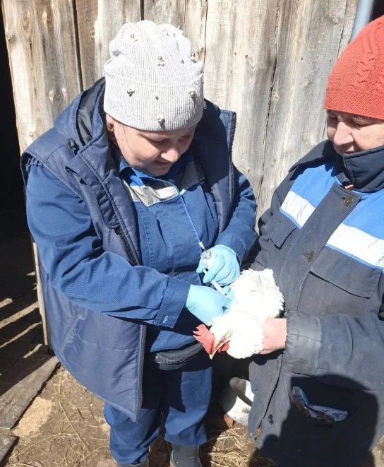 В Удмуртии за месяц вакцинировали от гриппа почти 115 тысяч домашних птиц