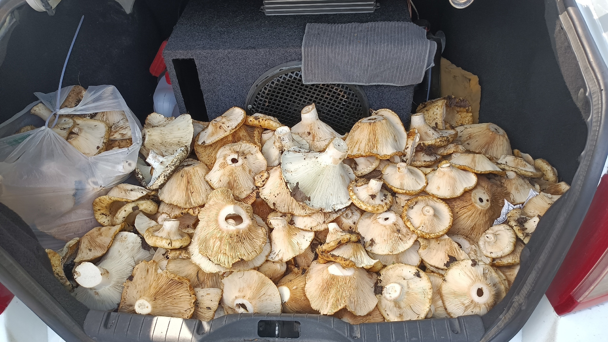 Купить грибы омск