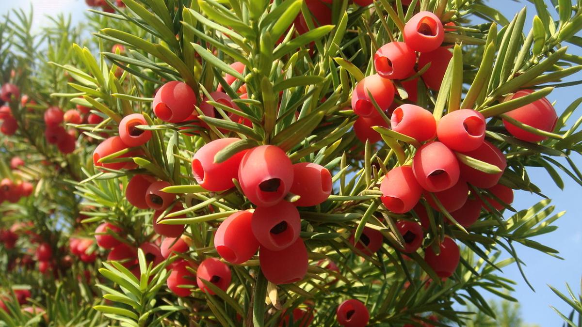 Тис ягодный