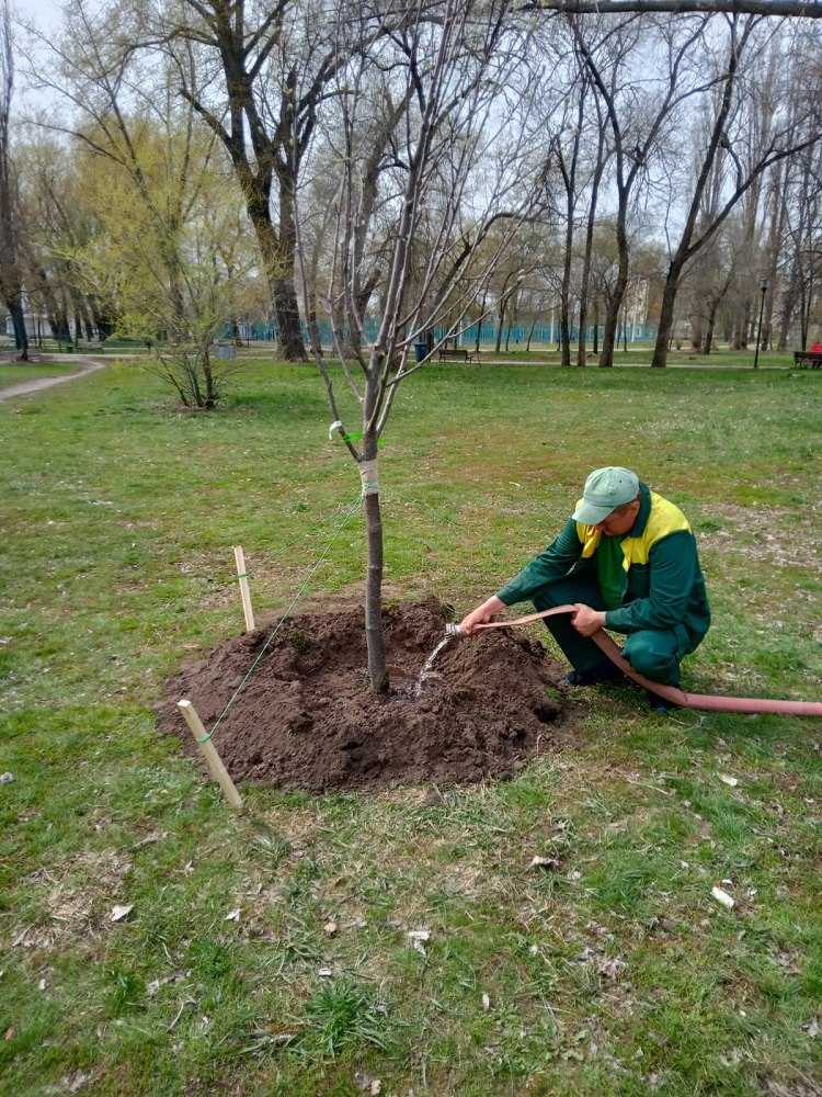 Озеленители высаживают в скверах и парках. Озеленение. Озеленение парков и скверов. Полевые работы Озеленение. Высадка деревьев в поле.