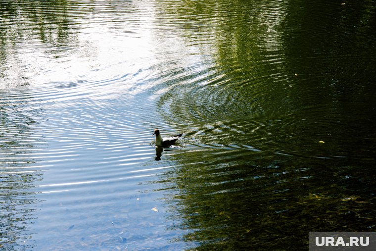 Чайки в водоемах сулили хорошую погоду