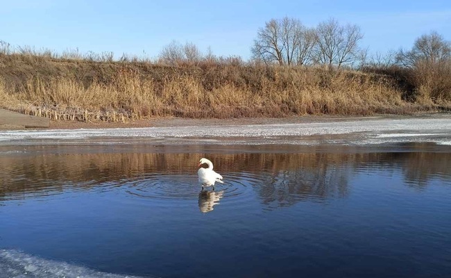 В Пензенской области спасли лебедя-шипуна