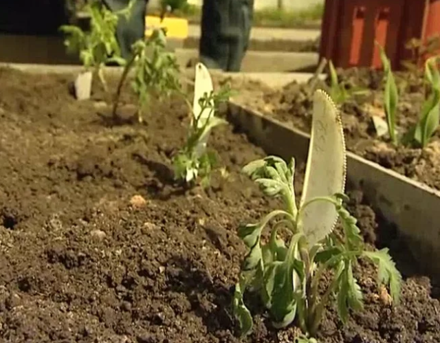 Хризантема кустовая Балтика: фото, описание, белая, желтая, розовая