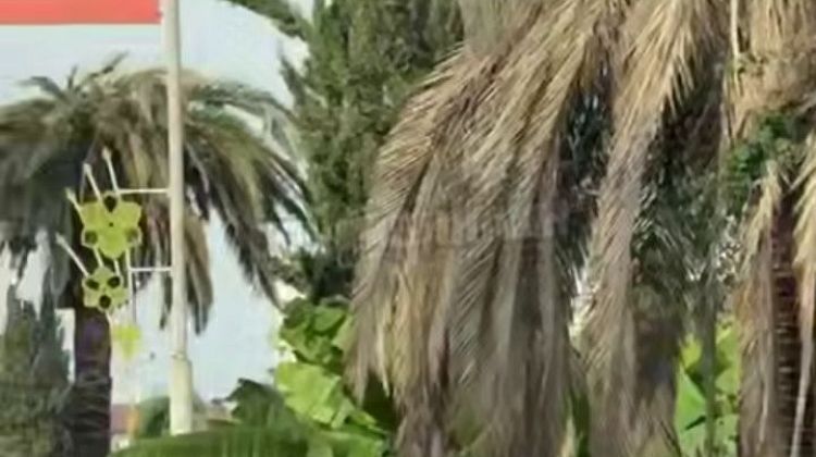 Символ Адлера исчез за одно лето! Из-за чего знаменитая пальмовая аллея превратилась в 