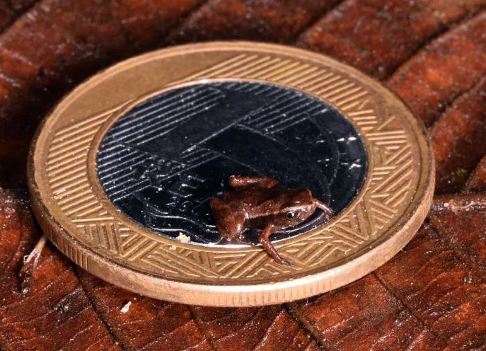 Седлоносая жаба признана самым маленьким позвоночным в природе