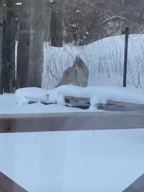 Рысь вечером на вышла поляну. Хищные животные. Рысь в городе. Рысь в кузбассе. Рысь вечером на вышла поляну.