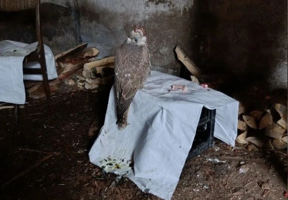 Птиц содержали в ненадлежащих условиях