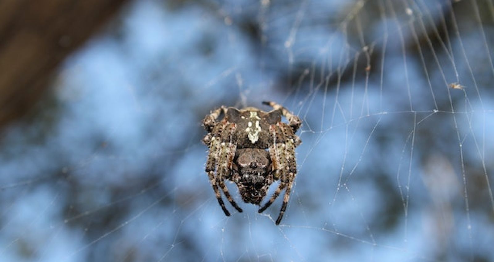 Spiders sing. Фильера у пауков.