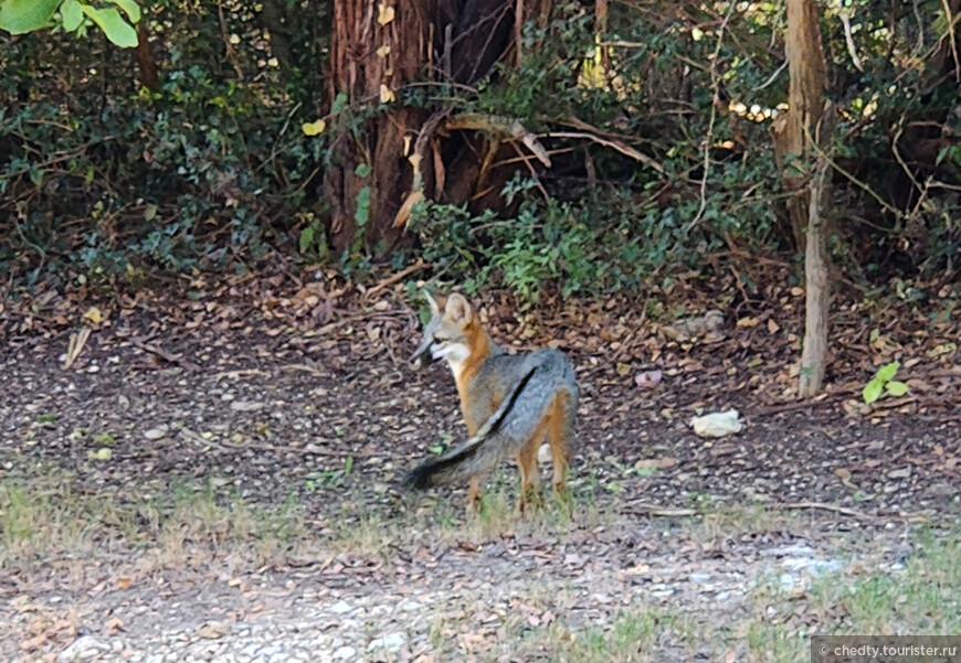 Жизнь на опушке леса