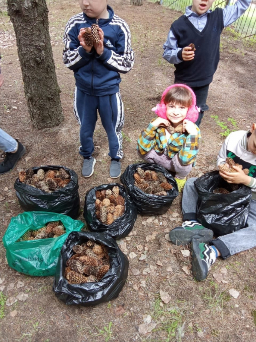 В Камышинском районе детсадовцы из села Саломатино собрали шишки для пахучих окопных свечей